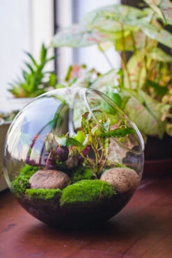Glass Sphere Terrarium With Cut Kit For Planting Moss, Carnivorous Plant, Begonia -Glass Plant Store 20230608041 11