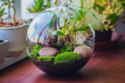 Glass Sphere Terrarium With Cut Kit For Planting Moss, Carnivorous Plant, Begonia -Glass Plant Store 20230608041 12