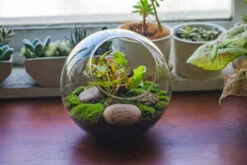 Glass Sphere Terrarium With Cut Kit For Planting Moss, Carnivorous Plant, Begonia -Glass Plant Store 20230608041 14
