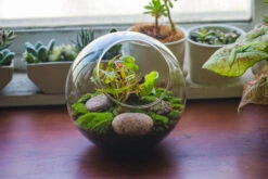 Glass Sphere Terrarium With Cut Kit For Planting Moss, Carnivorous Plant, Begonia -Glass Plant Store 20230608041 15