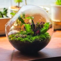 Glass Plant Store -Glass Plant Store 20230608041 2