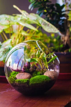 Glass Sphere Terrarium With Cut Kit For Planting Moss, Carnivorous Plant, Begonia -Glass Plant Store 20230608041 21