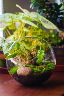 Glass Sphere Terrarium With Cut Kit For Planting Moss, Carnivorous Plant, Begonia -Glass Plant Store 20230608041 24