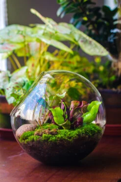 Glass Sphere Terrarium With Cut Kit For Planting Moss, Carnivorous Plant, Begonia -Glass Plant Store 20230608041 26