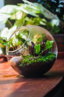 Glass Sphere Terrarium With Cut Kit For Planting Moss, Carnivorous Plant, Begonia -Glass Plant Store 20230608041 32
