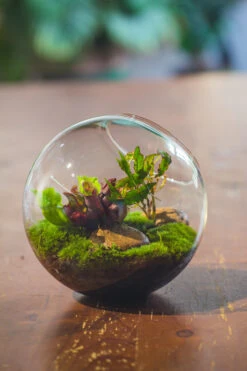Glass Sphere Terrarium With Cut Kit For Planting Moss, Carnivorous Plant, Begonia -Glass Plant Store 20230608041 7
