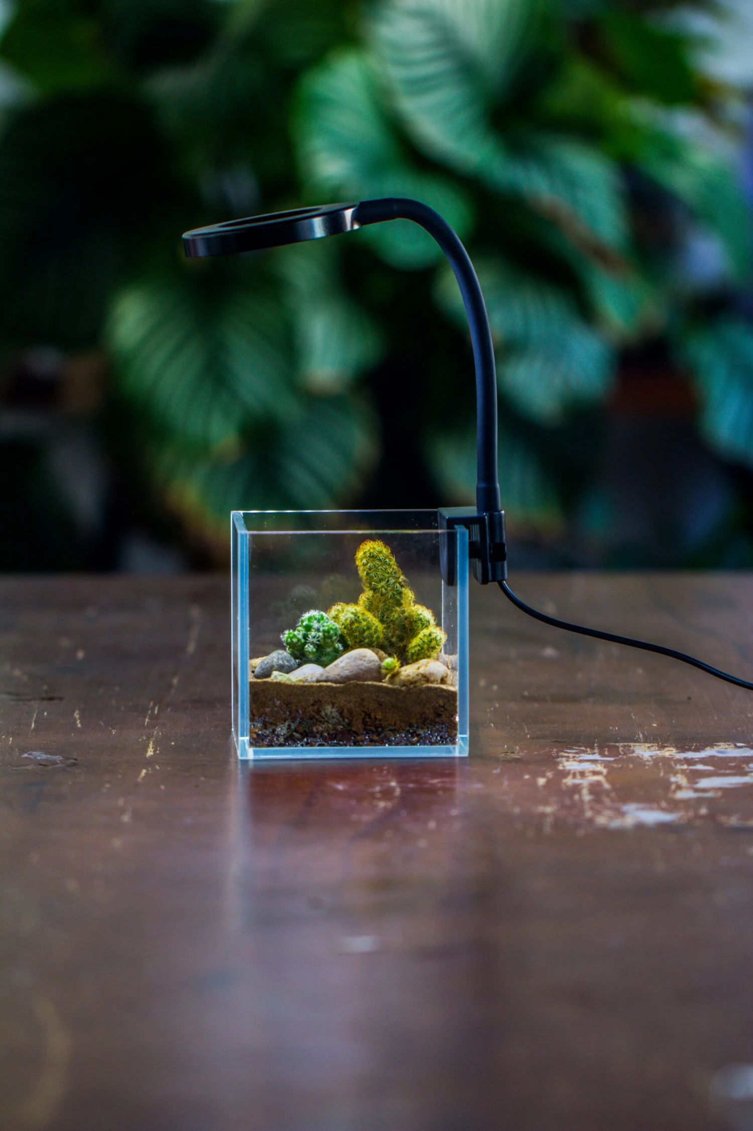 NCYP Clip Grow LED Light, Gooseneck, USB, 10W, Display, Adjustable, For Succulents, Open Terrarium, Fish Tank, Moss, Fern, Tropical Plants 13 NCYP Clip Grow LED Light, Gooseneck, USB, 10W, Display, Adjustable, For Succulents, Open Terrarium, Fish Tank, Moss, Fern, Tropical Plants - Image 13