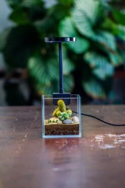 NCYP Clip Grow LED Light, Gooseneck, USB, 10W, Display, Adjustable, For Succulents, Open Terrarium, Fish Tank, Moss, Fern, Tropical Plants 21 NCYP Clip Grow LED Light, Gooseneck, USB, 10W, Display, Adjustable, For Succulents, Open Terrarium, Fish Tank, Moss, Fern, Tropical Plants -Glass Plant Store 20230628086 12