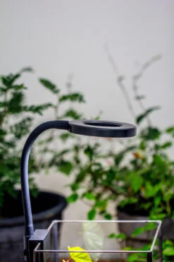 NCYP Clip Grow LED Light, Gooseneck, USB, 10W, Display, Adjustable, For Succulents, Open Terrarium, Fish Tank, Moss, Fern, Tropical Plants 17 NCYP Clip Grow LED Light, Gooseneck, USB, 10W, Display, Adjustable, For Succulents, Open Terrarium, Fish Tank, Moss, Fern, Tropical Plants -Glass Plant Store 20230628086 4