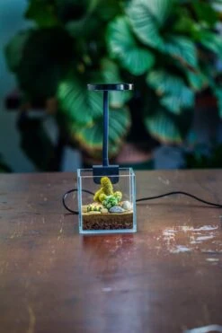 NCYP Clip Grow LED Light, Gooseneck, USB, 10W, Display, Adjustable, For Succulents, Open Terrarium, Fish Tank, Moss, Fern, Tropical Plants 22 NCYP Clip Grow LED Light, Gooseneck, USB, 10W, Display, Adjustable, For Succulents, Open Terrarium, Fish Tank, Moss, Fern, Tropical Plants -Glass Plant Store 20230628086 8