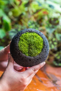 DIY Set 12cm / 4.7" Round Horticultural Lava Rock Volcanic Rock Planter And Moss Planting Kit 5 DIY Set 12cm / 4.7" Round Horticultural Lava Rock Volcanic Rock Planter And Moss Planting Kit -Glass Plant Store 2024 2 2 IMG 0414
