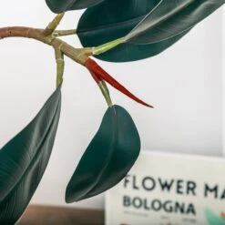 NCYP Artificial Rubber Tree, Rubber Fig, Rubber Bush 5.9FT (70.8 Inches) Tall Faux Plant For Home Office Decor, Indoor Fake Potted Ficus Elastica Tree With Plastic Pot And Rattan Woven Basket 22 NCYP Artificial Rubber Tree, Rubber Fig, Rubber Bush 5.9FT (70.8 Inches) Tall Faux Plant For Home Office Decor, Indoor Fake Potted Ficus Elastica Tree With Plastic Pot And Rattan Woven Basket -Glass Plant Store 290A0844