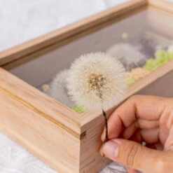 Presered Dandelion Set 3 Pcs Dried Flowers, DIY Material For Bouquet, -Glass Plant Store 290A1555