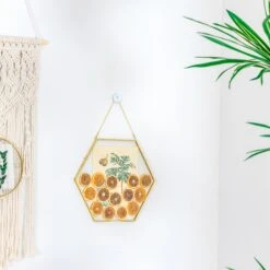 Wall Hanging Hexagon 12" Herbarium Brass Glass Frame For Thick Pressed Flowers, Dried Flowers, Poster, Coin, Double Glass, Floating Frame 21 Wall Hanging Hexagon 12" Herbarium Brass Glass Frame For Thick Pressed Flowers, Dried Flowers, Poster, Coin, Double Glass, Floating Frame -Glass Plant Store 290A2495