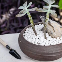 Decorative White Pebble Rocks For Succulents Top Dressing, For Terrarium, Fairy Gardening 9 Decorative White Pebble Rocks For Succulents Top Dressing, For Terrarium, Fairy Gardening -Glass Plant Store 3 3e1801ba 1d85 4fc7 b290 d4e78eba61b4