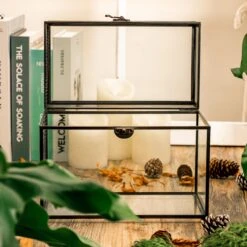 Glass Plant Store -Glass Plant Store 5123