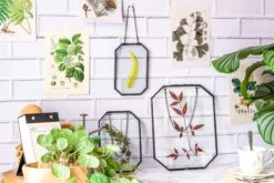Wall Hanging Black Long Octagon Herbarium Brass Glass Frame For Pressed Flowers Dried Floating Frame -Glass Plant Store 8474
