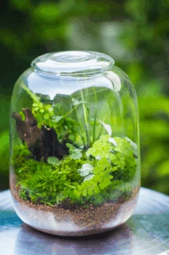 Terrarium Planting Kit Glass Jar And Black LED Grow Light With Base Kit, With Planting Material, DIY Kit 24 Terrarium Planting Kit Glass Jar And Black LED Grow Light With Base Kit, With Planting Material, DIY Kit -Glass Plant Store 974DD555 EC58 4b73 9627 D900E35CA540