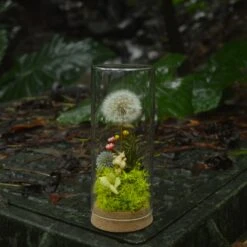 Presered Dandelion Set 3 Pcs Dried Flowers, DIY Material For Bouquet, -Glass Plant Store DSC 0175