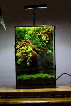 NCYP Close Geometric Glass Terrarium With Door, Tin Sealed Rectangle Tall Moss Wall Planter For Moss Wall, Fern, Landscape Multiple Size 23 NCYP Close Geometric Glass Terrarium With Door, Tin Sealed Rectangle Tall Moss Wall Planter For Moss Wall, Fern, Landscape Multiple Size -Glass Plant Store IMG 0040 2