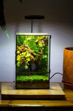 NCYP Close Geometric Glass Terrarium With Door, Tin Sealed Rectangle Tall Moss Wall Planter For Moss Wall, Fern, Landscape Multiple Size 24 NCYP Close Geometric Glass Terrarium With Door, Tin Sealed Rectangle Tall Moss Wall Planter For Moss Wall, Fern, Landscape Multiple Size -Glass Plant Store IMG 0041 2 1