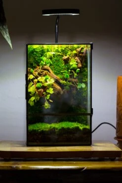 NCYP Close Geometric Glass Terrarium With Door, Tin Sealed Rectangle Tall Moss Wall Planter For Moss Wall, Fern, Landscape Multiple Size 25 NCYP Close Geometric Glass Terrarium With Door, Tin Sealed Rectangle Tall Moss Wall Planter For Moss Wall, Fern, Landscape Multiple Size -Glass Plant Store IMG 00421