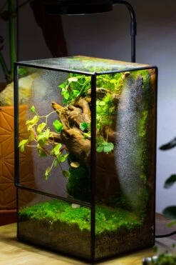 NCYP Close Geometric Glass Terrarium With Door, Tin Sealed Rectangle Tall Moss Wall Planter For Moss Wall, Fern, Landscape Multiple Size 26 NCYP Close Geometric Glass Terrarium With Door, Tin Sealed Rectangle Tall Moss Wall Planter For Moss Wall, Fern, Landscape Multiple Size -Glass Plant Store IMG 0043 2