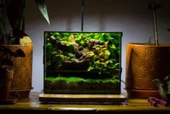 NCYP Close Geometric Glass Terrarium With Door, Tin Sealed Rectangle Tall Moss Wall Planter For Moss Wall, Fern, Landscape Multiple Size 29 NCYP Close Geometric Glass Terrarium With Door, Tin Sealed Rectangle Tall Moss Wall Planter For Moss Wall, Fern, Landscape Multiple Size -Glass Plant Store IMG 0057 2