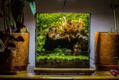 NCYP Close Geometric Glass Terrarium With Door, Tin Sealed Rectangle Tall Moss Wall Planter For Moss Wall, Fern, Landscape Multiple Size 30 NCYP Close Geometric Glass Terrarium With Door, Tin Sealed Rectangle Tall Moss Wall Planter For Moss Wall, Fern, Landscape Multiple Size -Glass Plant Store IMG 0058 2