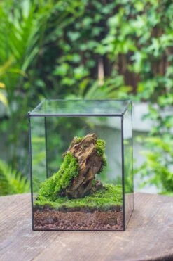 NCYP Basic Rectangle Close Geometric Glass Tin Terrarium, Planter Multiple Size For Moss Wall, Fern, Landscape Multiple Size, No Plants -Glass Plant Store IMG 0075
