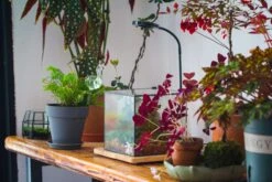 NCYP Basic Rectangle Close Geometric Glass Tin Terrarium, Planter Multiple Size For Moss Wall, Fern, Landscape Multiple Size, No Plants -Glass Plant Store IMG 0087