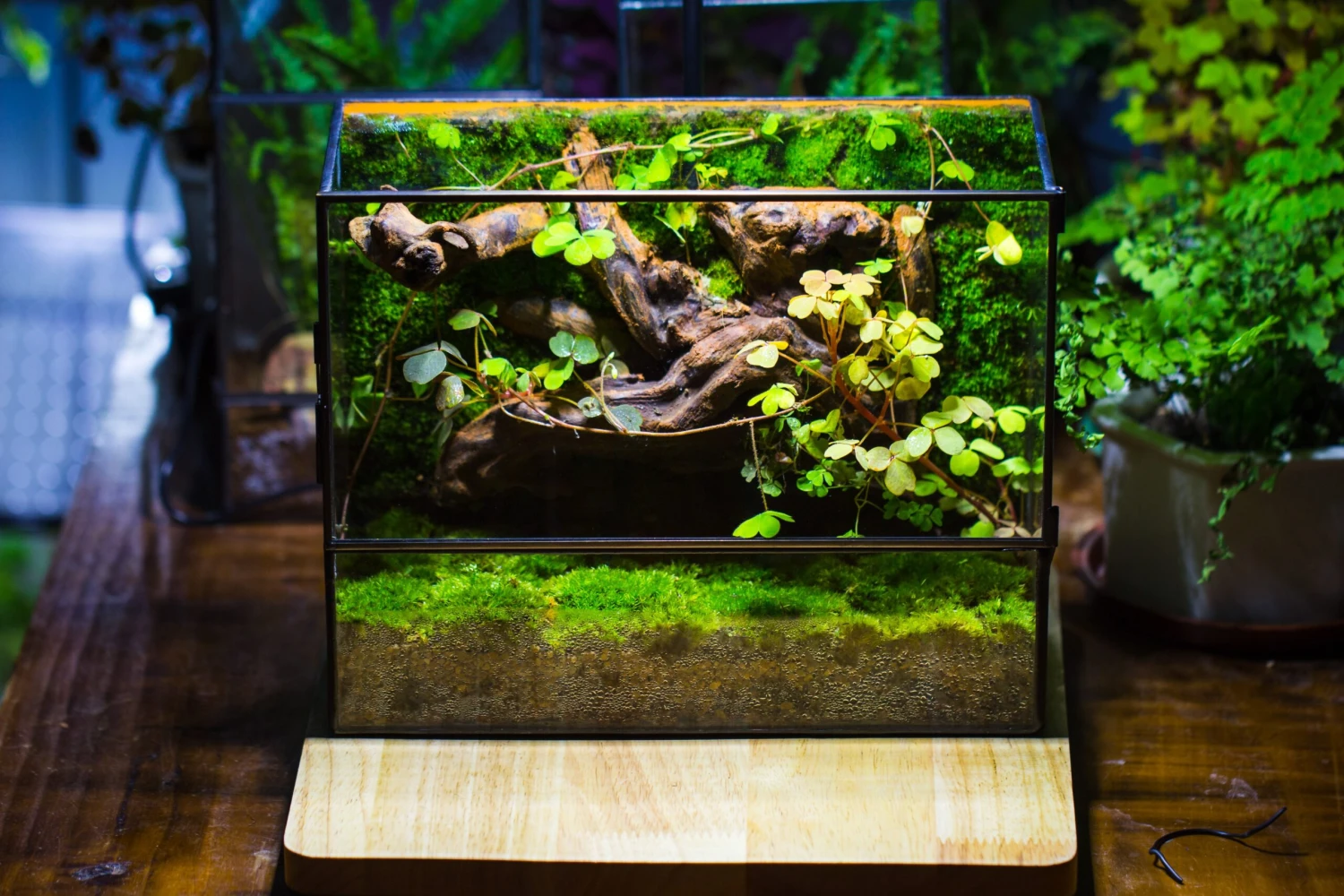 NCYP Close Geometric Glass Terrarium With Door, Tin Sealed Rectangle Tall Moss Wall Planter For Moss Wall, Fern, Landscape Multiple Size 12 NCYP Close Geometric Glass Terrarium With Door, Tin Sealed Rectangle Tall Moss Wall Planter For Moss Wall, Fern, Landscape Multiple Size - Image 12