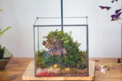 NCYP Basic Rectangle Close Geometric Glass Tin Terrarium, Planter Multiple Size For Moss Wall, Fern, Landscape Multiple Size, No Plants -Glass Plant Store IMG 0092