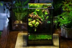 NCYP Close Geometric Glass Terrarium With Door, Tin Sealed Rectangle Tall Moss Wall Planter For Moss Wall, Fern, Landscape Multiple Size 33 NCYP Close Geometric Glass Terrarium With Door, Tin Sealed Rectangle Tall Moss Wall Planter For Moss Wall, Fern, Landscape Multiple Size -Glass Plant Store IMG 0093 1