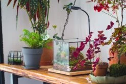 NCYP Basic Rectangle Close Geometric Glass Tin Terrarium, Planter Multiple Size For Moss Wall, Fern, Landscape Multiple Size, No Plants -Glass Plant Store IMG 0097