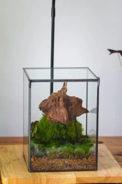 NCYP Basic Rectangle Close Geometric Glass Tin Terrarium, Planter Multiple Size For Moss Wall, Fern, Landscape Multiple Size, No Plants -Glass Plant Store IMG 0101