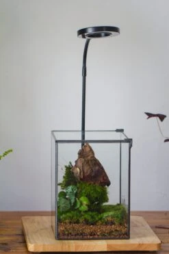 NCYP Basic Rectangle Close Geometric Glass Tin Terrarium, Planter Multiple Size For Moss Wall, Fern, Landscape Multiple Size, No Plants -Glass Plant Store IMG 0102