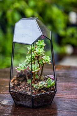 Handmade Irregular Tall Black Glass Geometric Terrarium Various Size For Succulents Moss Airplants 23 Handmade Irregular Tall Black Glass Geometric Terrarium Various Size For Succulents Moss Airplants -Glass Plant Store IMG 0105 ff86cd7a dc68 485c b584 628ccdf20646