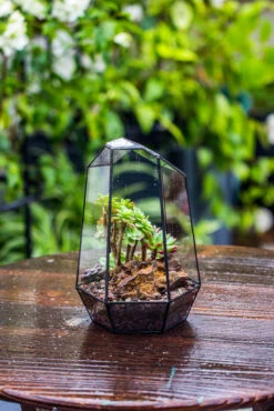 Handmade Irregular Tall Black Glass Geometric Terrarium Various Size For Succulents Moss Airplants 27 Handmade Irregular Tall Black Glass Geometric Terrarium Various Size For Succulents Moss Airplants -Glass Plant Store IMG 0112