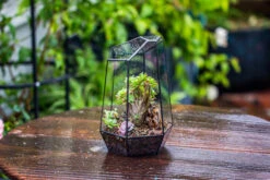 Handmade Irregular Tall Black Glass Geometric Terrarium Various Size For Succulents Moss Airplants 28 Handmade Irregular Tall Black Glass Geometric Terrarium Various Size For Succulents Moss Airplants -Glass Plant Store IMG 0113