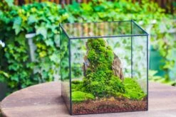 10" Cube Close Geometric Glass Tin Terrarium, Planter For Moss Wall, Fern, Landscape No Plants 29 10" Cube Close Geometric Glass Tin Terrarium, Planter For Moss Wall, Fern, Landscape No Plants -Glass Plant Store IMG 0152 b63c668a 6ddf 4daa 8db9 4e92f7fe8cfd