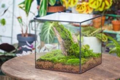 10" Cube Close Geometric Glass Tin Terrarium, Planter For Moss Wall, Fern, Landscape No Plants 31 10" Cube Close Geometric Glass Tin Terrarium, Planter For Moss Wall, Fern, Landscape No Plants -Glass Plant Store IMG 0156 4f45b302 ac00 4900 a467 66568b95b564