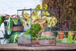 10" Cube Close Geometric Glass Tin Terrarium, Planter For Moss Wall, Fern, Landscape No Plants 35 10" Cube Close Geometric Glass Tin Terrarium, Planter For Moss Wall, Fern, Landscape No Plants -Glass Plant Store IMG 0163 e8651959 2d47 4755 be15 10e89a83a076