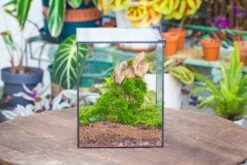 10" Cube Close Geometric Glass Tin Terrarium, Planter For Moss Wall, Fern, Landscape No Plants 36 10" Cube Close Geometric Glass Tin Terrarium, Planter For Moss Wall, Fern, Landscape No Plants -Glass Plant Store IMG 0165 e4767fc0 7bde 4a8b bde5 eaa12c507fcb