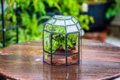 Half Dome Geometric Glass Terrarium, Close, Succulents Planter Pot Miniature Landscape Bonsai Container 36 Half Dome Geometric Glass Terrarium, Close, Succulents Planter Pot Miniature Landscape Bonsai Container -Glass Plant Store IMG 0174