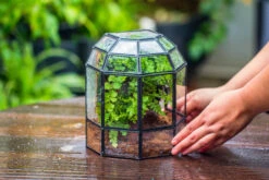 Half Dome Geometric Glass Terrarium, Close, Succulents Planter Pot Miniature Landscape Bonsai Container 37 Half Dome Geometric Glass Terrarium, Close, Succulents Planter Pot Miniature Landscape Bonsai Container -Glass Plant Store IMG 0178 4eb06fb2 993a 4830 9193 c59a15220245