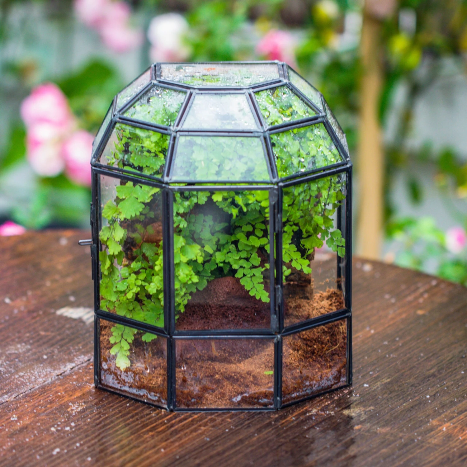 Half Dome Geometric Glass Terrarium, Close, Succulents Planter Pot Miniature Landscape Bonsai Container 3 Half Dome Geometric Glass Terrarium, Close, Succulents Planter Pot Miniature Landscape Bonsai Container - Image 3