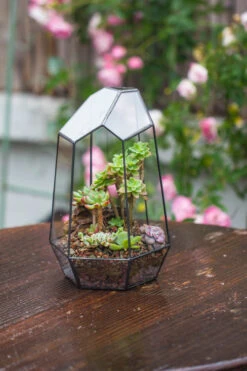 Handmade Irregular Tall Black Glass Geometric Terrarium Various Size For Succulents Moss Airplants 29 Handmade Irregular Tall Black Glass Geometric Terrarium Various Size For Succulents Moss Airplants -Glass Plant Store IMG 0222