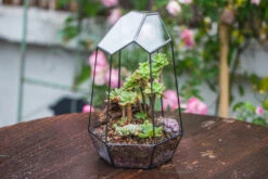 Handmade Irregular Tall Black Glass Geometric Terrarium Various Size For Succulents Moss Airplants 32 Handmade Irregular Tall Black Glass Geometric Terrarium Various Size For Succulents Moss Airplants -Glass Plant Store IMG 0223