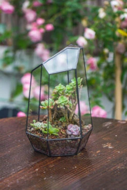 Handmade Irregular Tall Black Glass Geometric Terrarium Various Size For Succulents Moss Airplants 33 Handmade Irregular Tall Black Glass Geometric Terrarium Various Size For Succulents Moss Airplants -Glass Plant Store IMG 0224